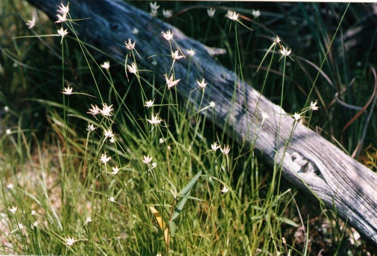 Rhynchospora