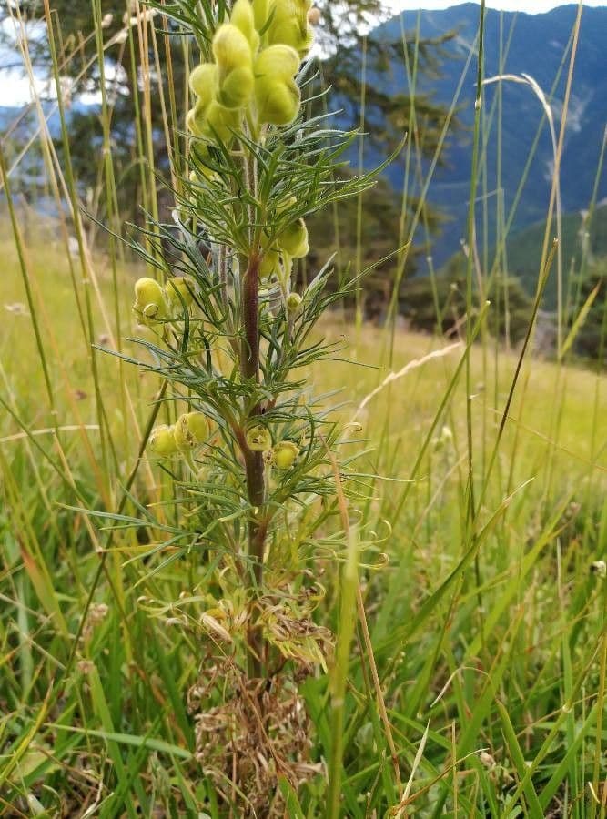 Aconito anthora 17