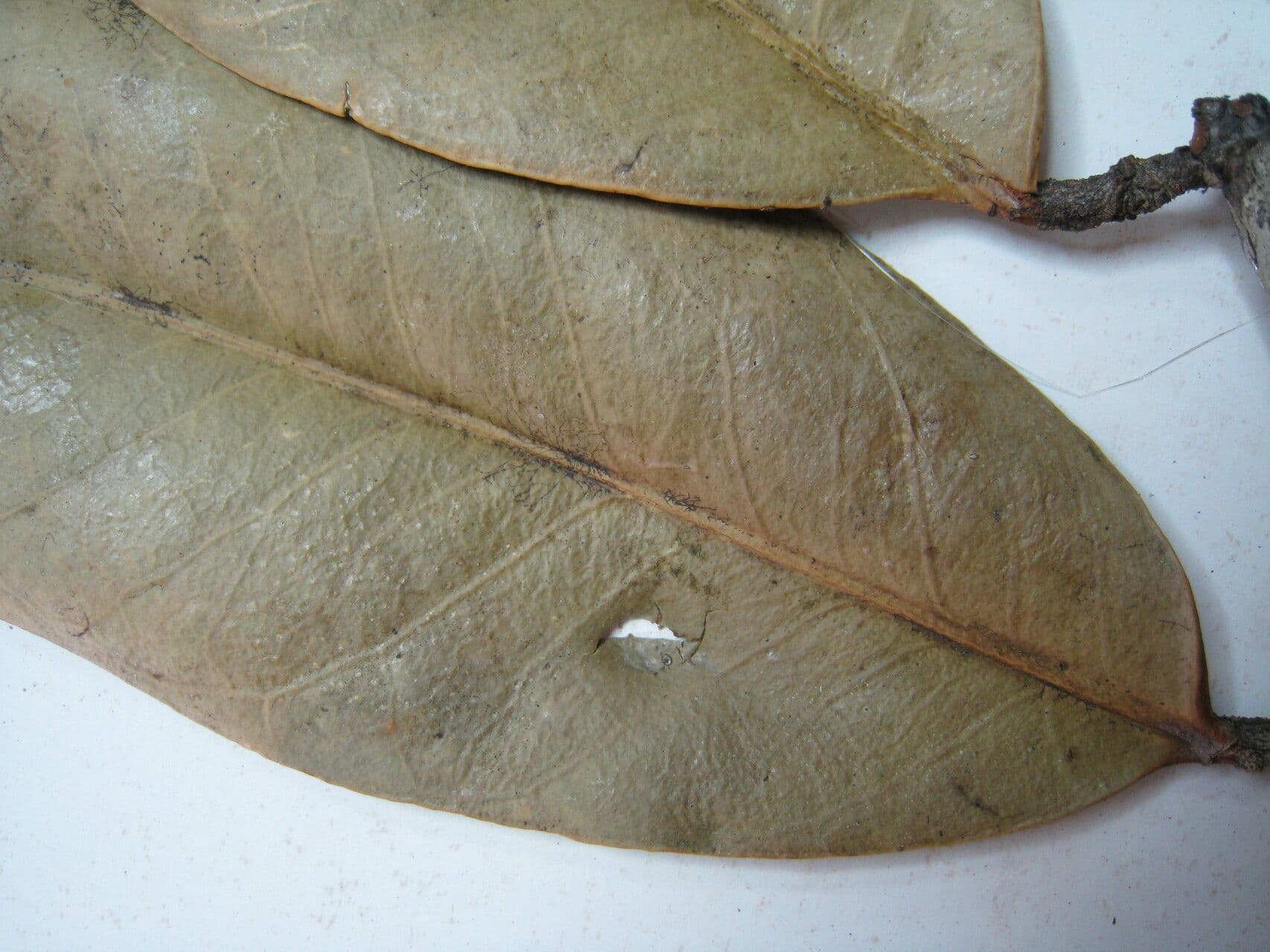Tontelea