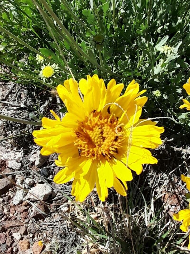 Gaillardia cabrerae 3