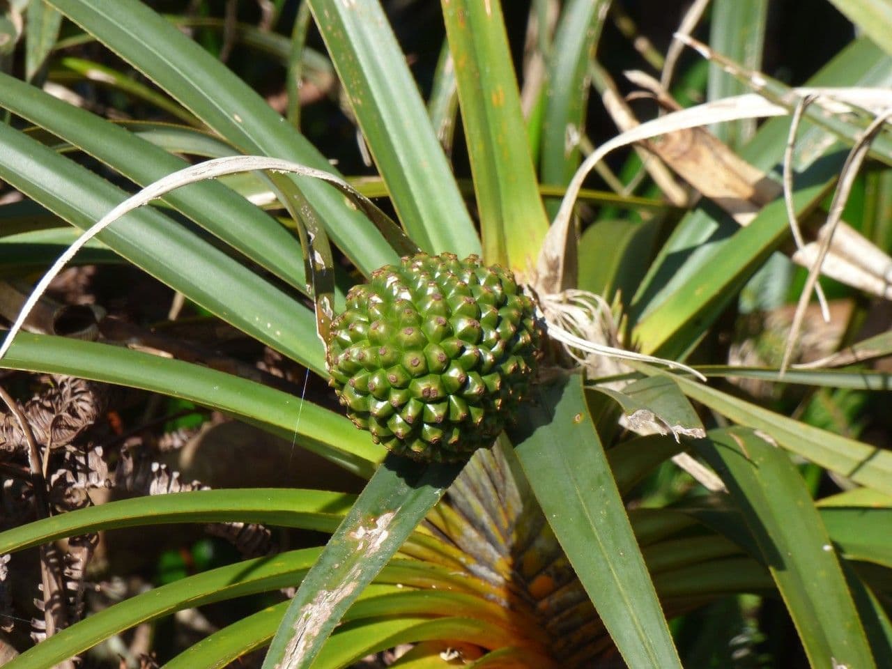 Pandanus 5