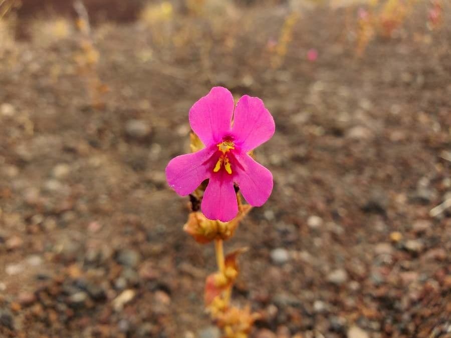 Erythranthe 3