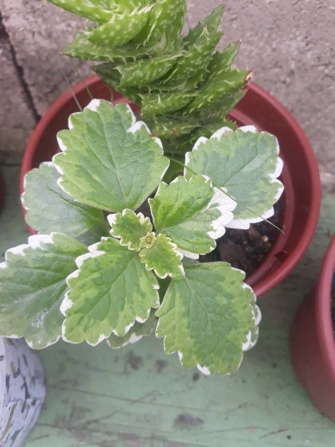 Plectranthus 23