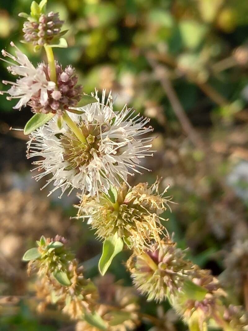 Menta