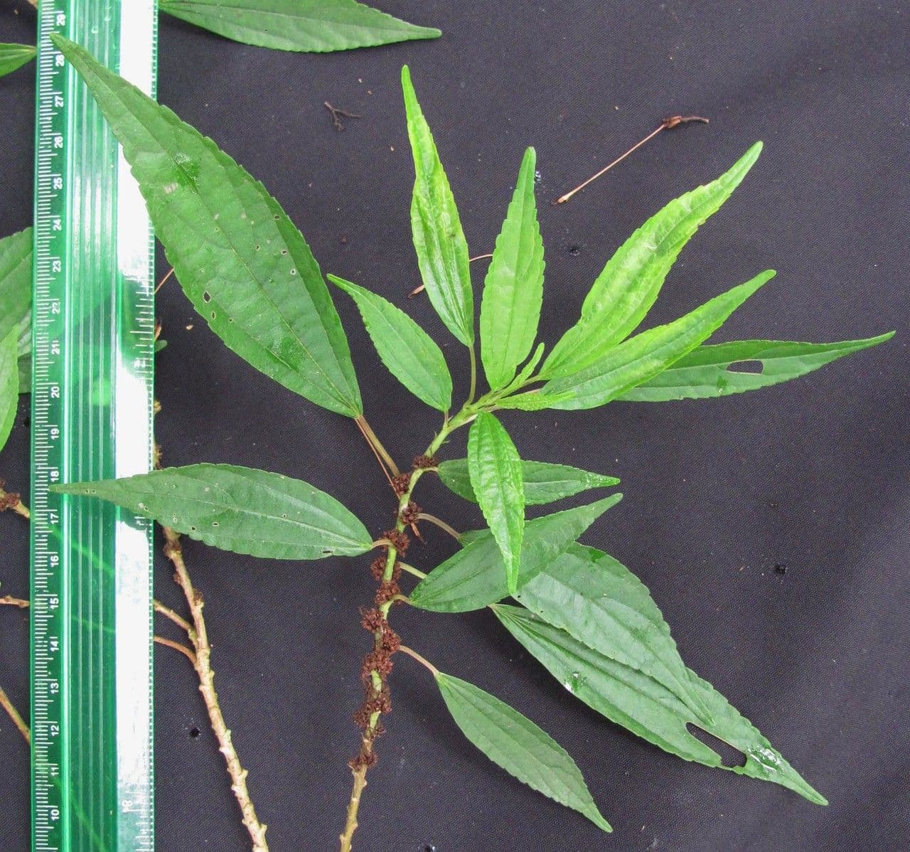 Phenax 10