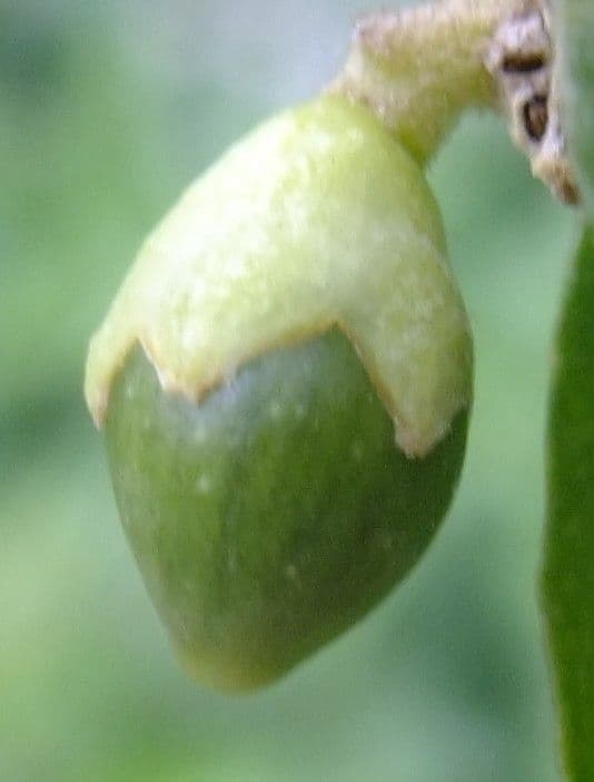 Cestrum elegante 5