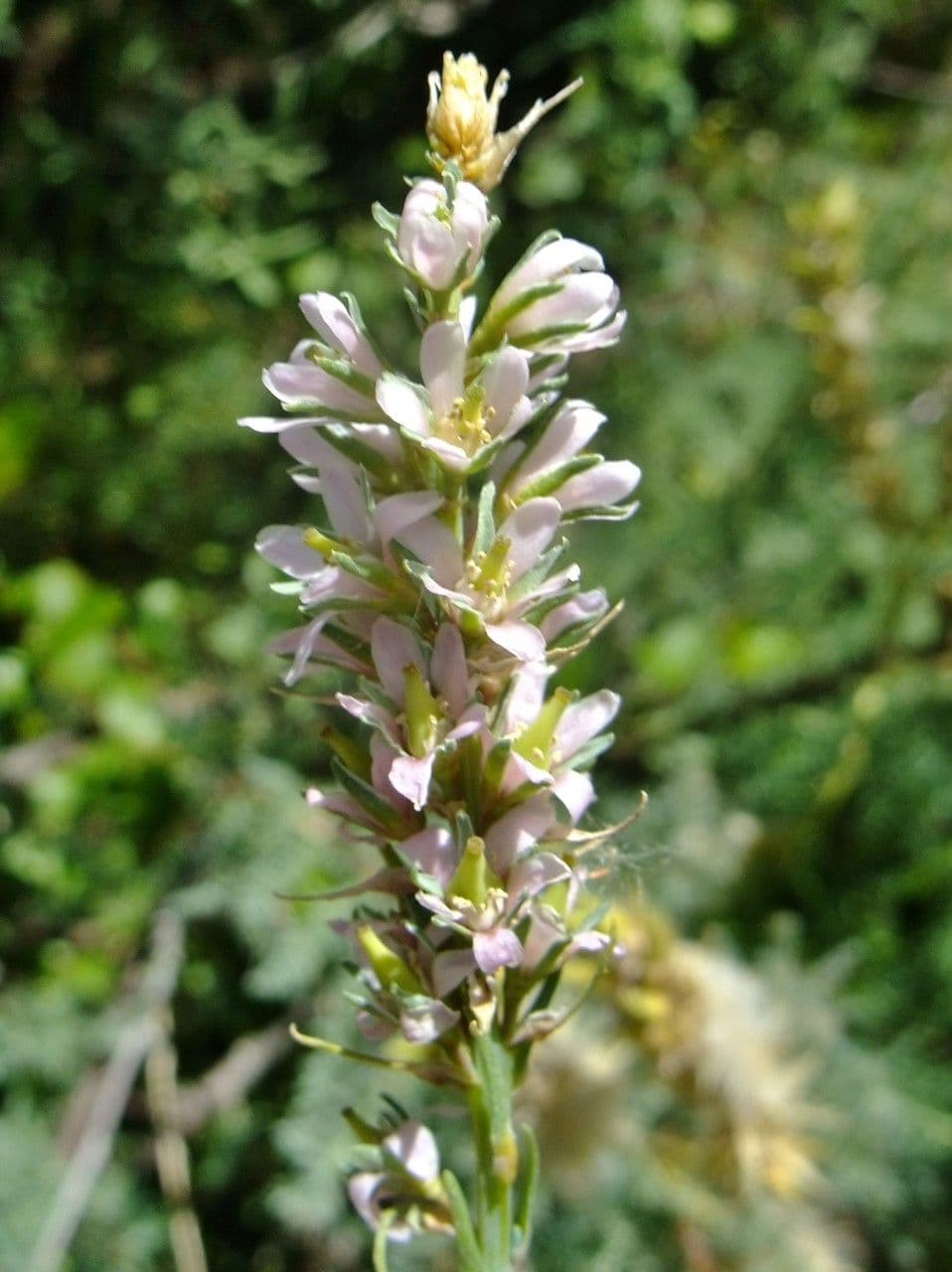 Miricaria germanica 9