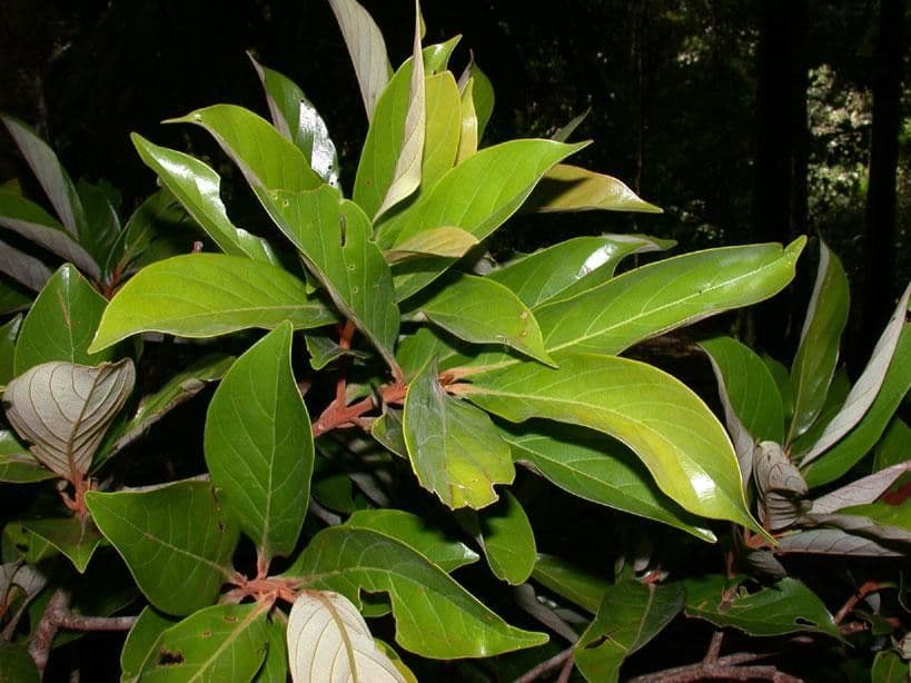 Ocotea 12