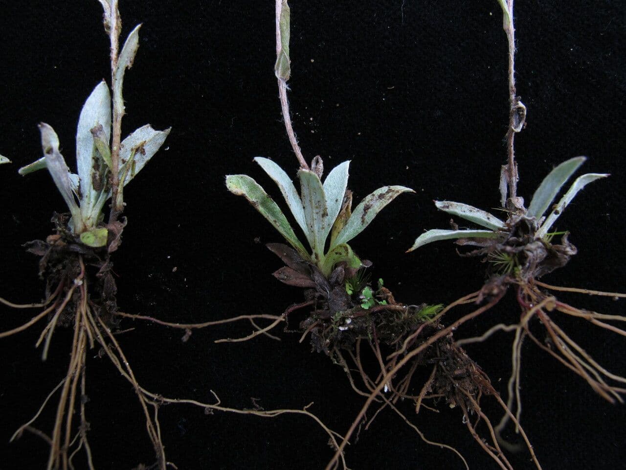 Anaphalioides 10
