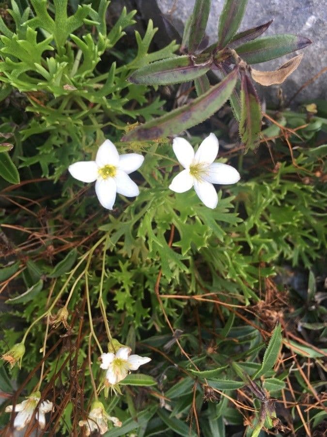 Saxifrage 2
