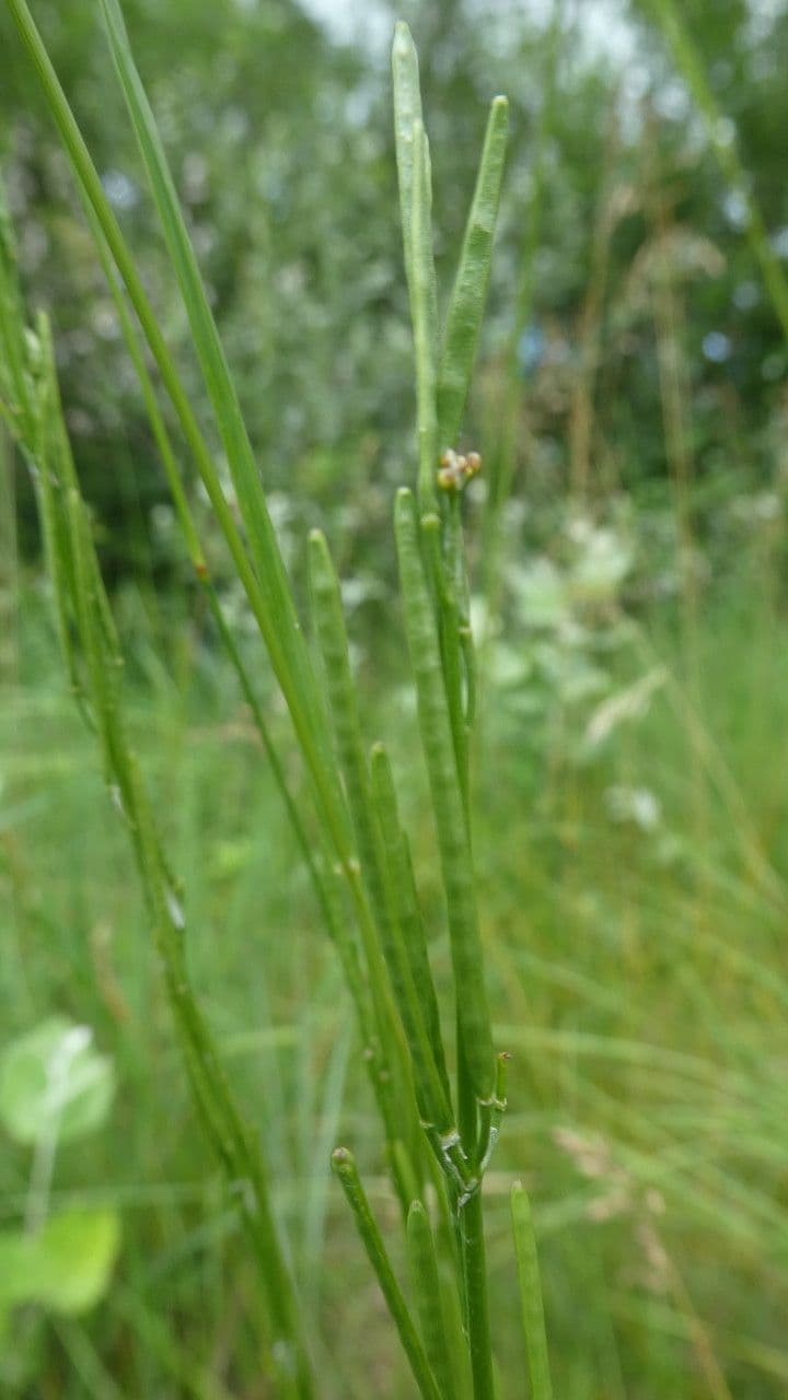 Arabetta irsuta 2