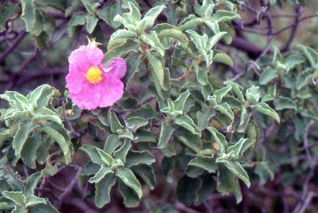Cistus krétský 29