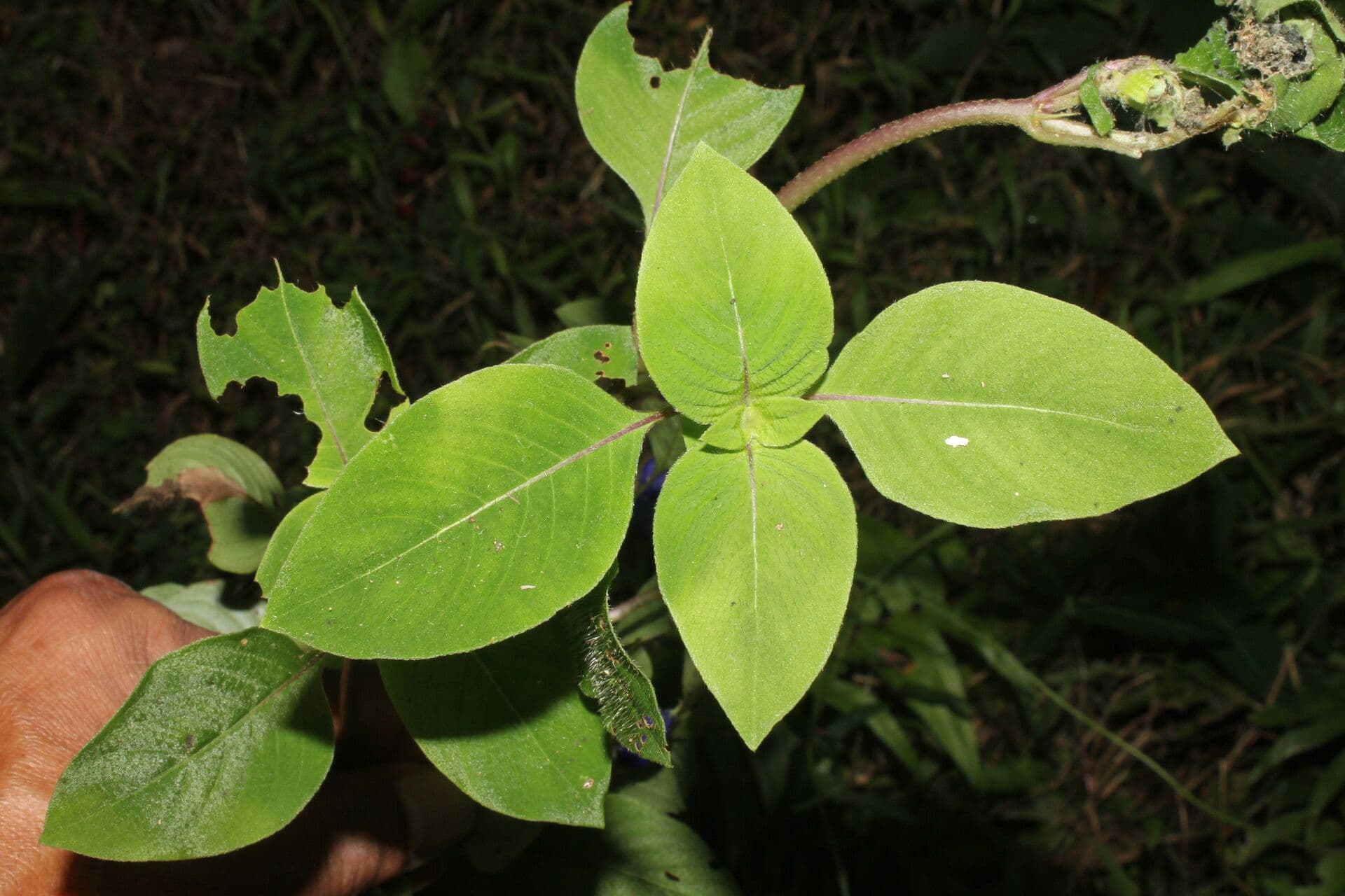 Coccocypselum 15