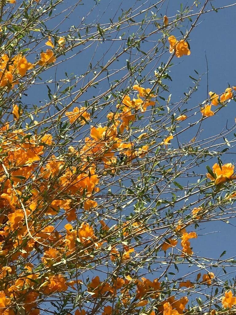 Tecomella 2