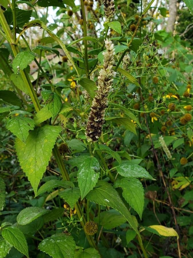 Riesen-Dupperminthe 6