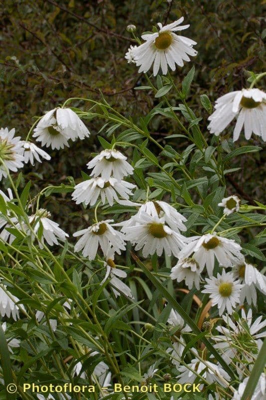 Späte Wucherblume 19