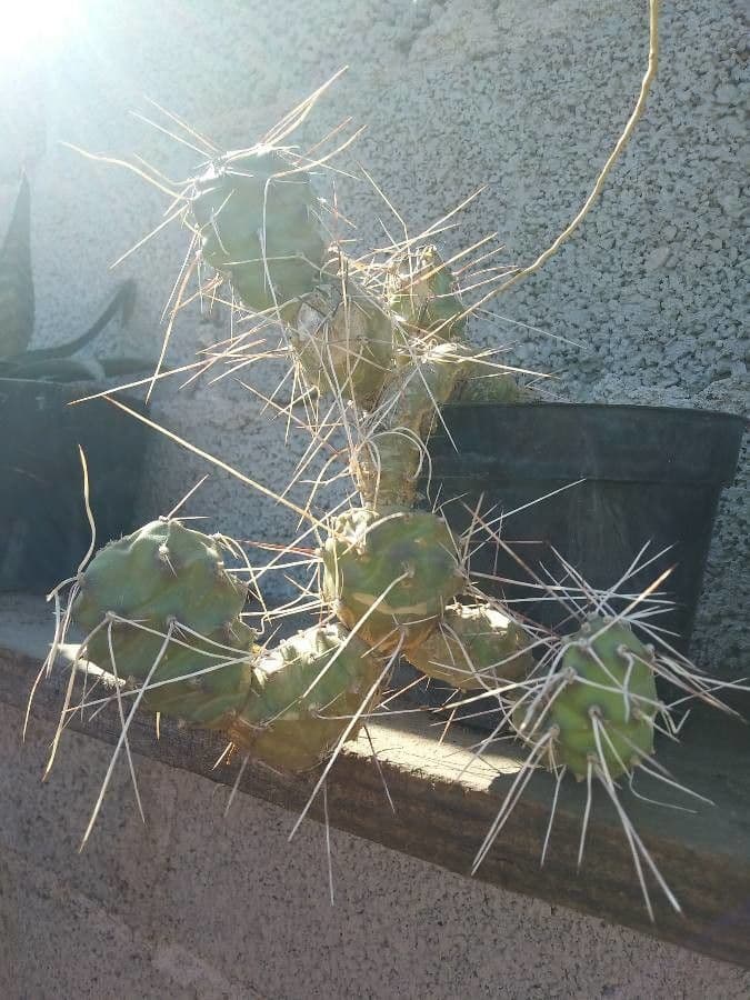 Tephrocactus 11