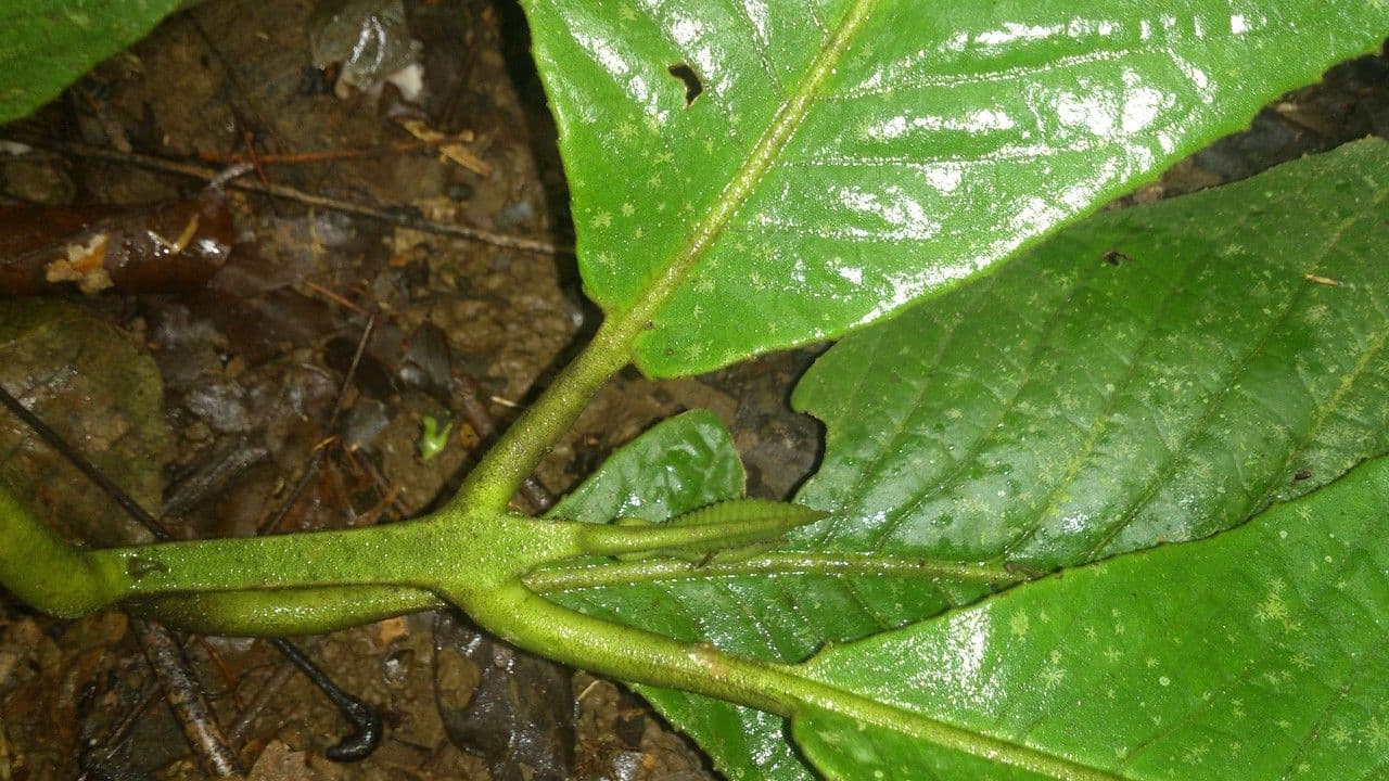 Siparuna pauciflora 6