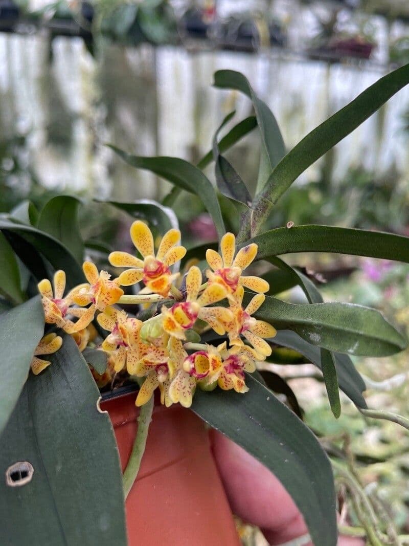 Gastrochilus 5