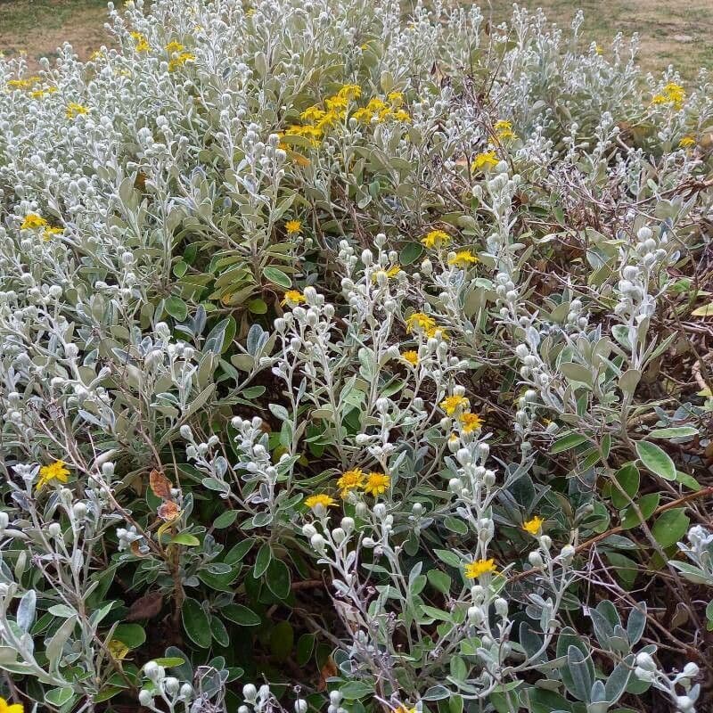 Brachyglottis 12
