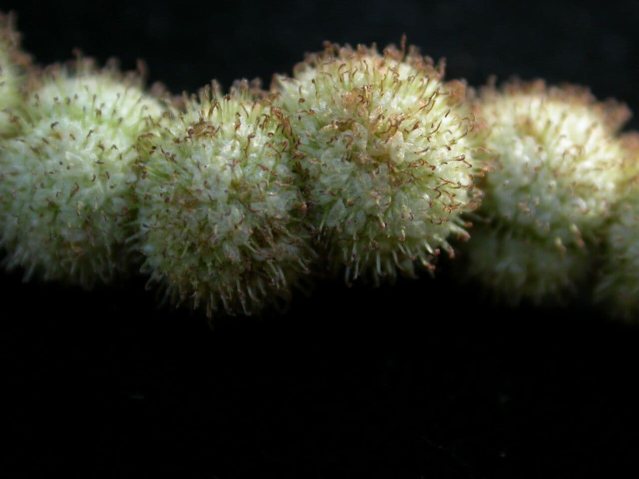 Schlanke Scheinnessel 8