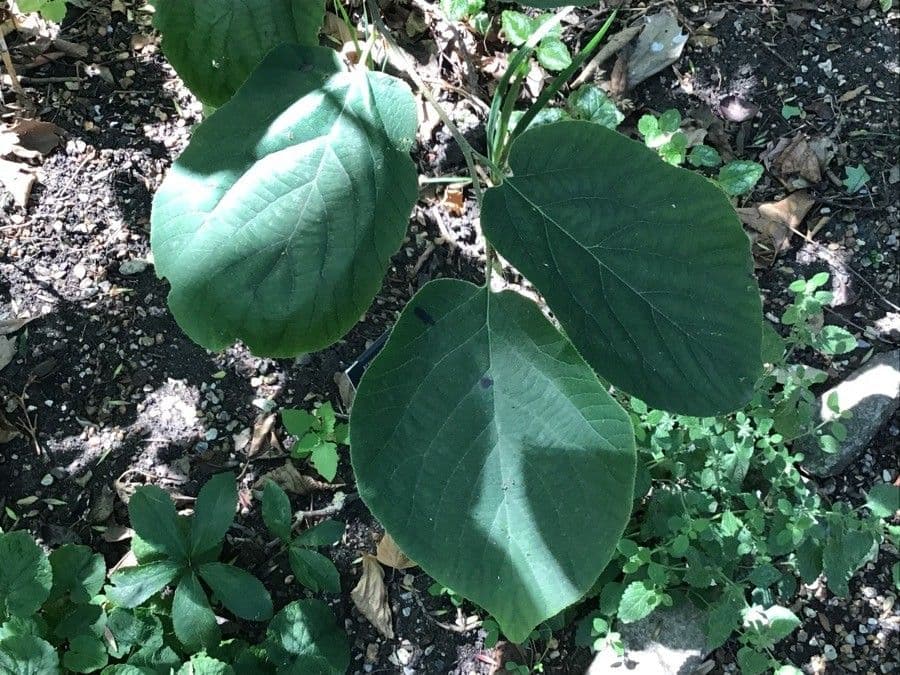 Sinowilsonia 7