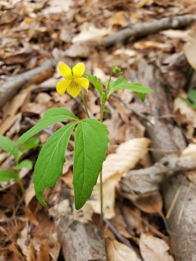 Viola tripartita 2