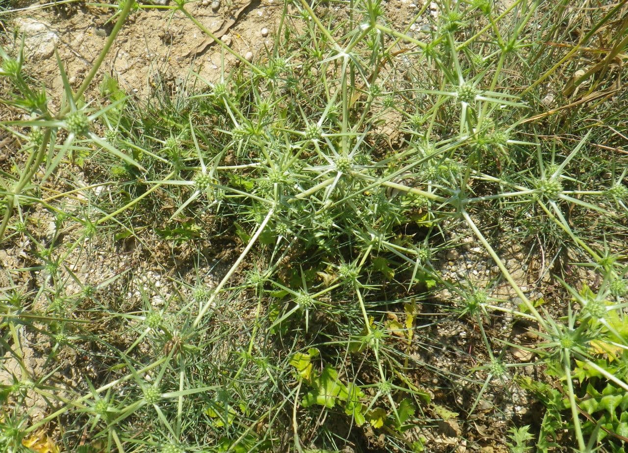 Panicaut crétois 6