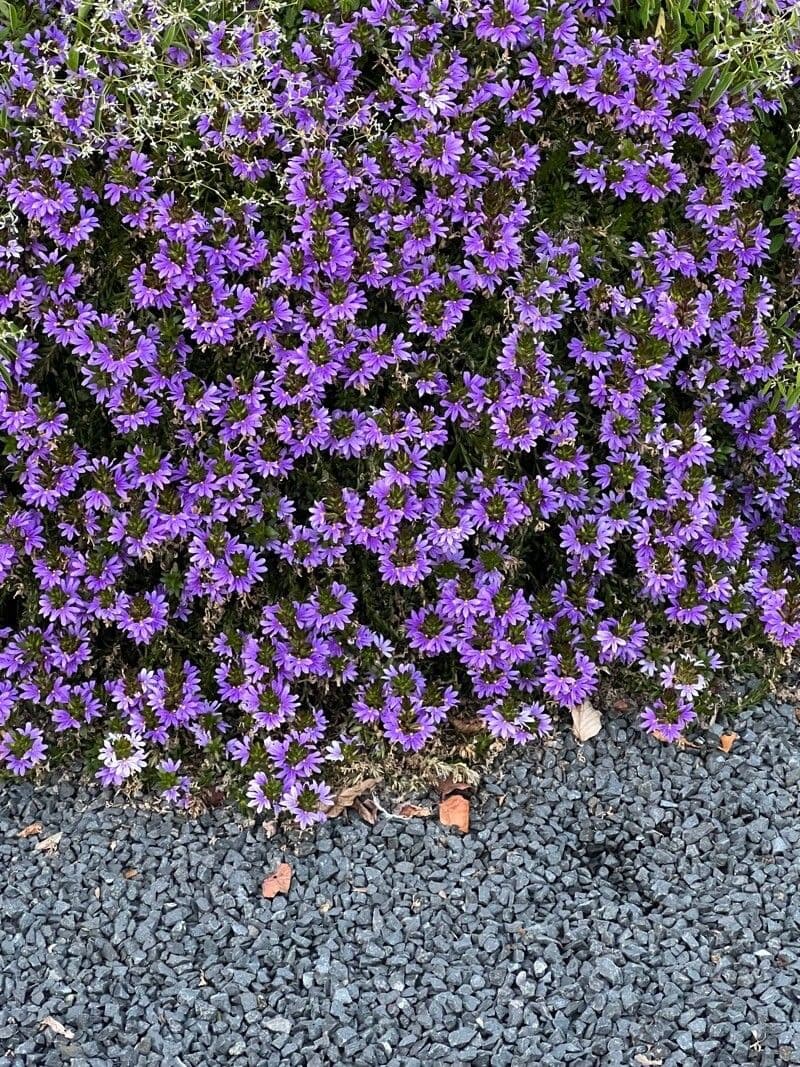 Scaevola 8