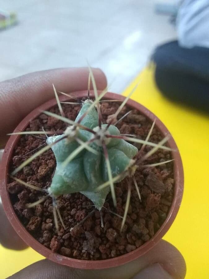 Cactus a botte di Emory