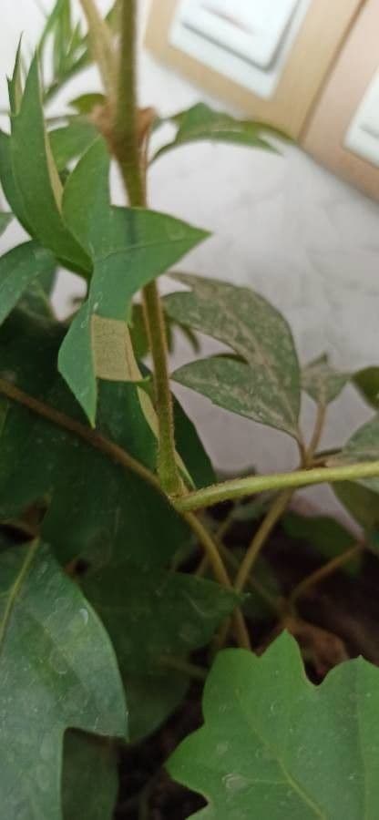 Cissus alato 23