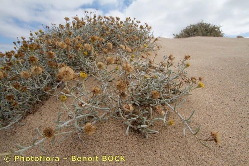 Pulicaria 6