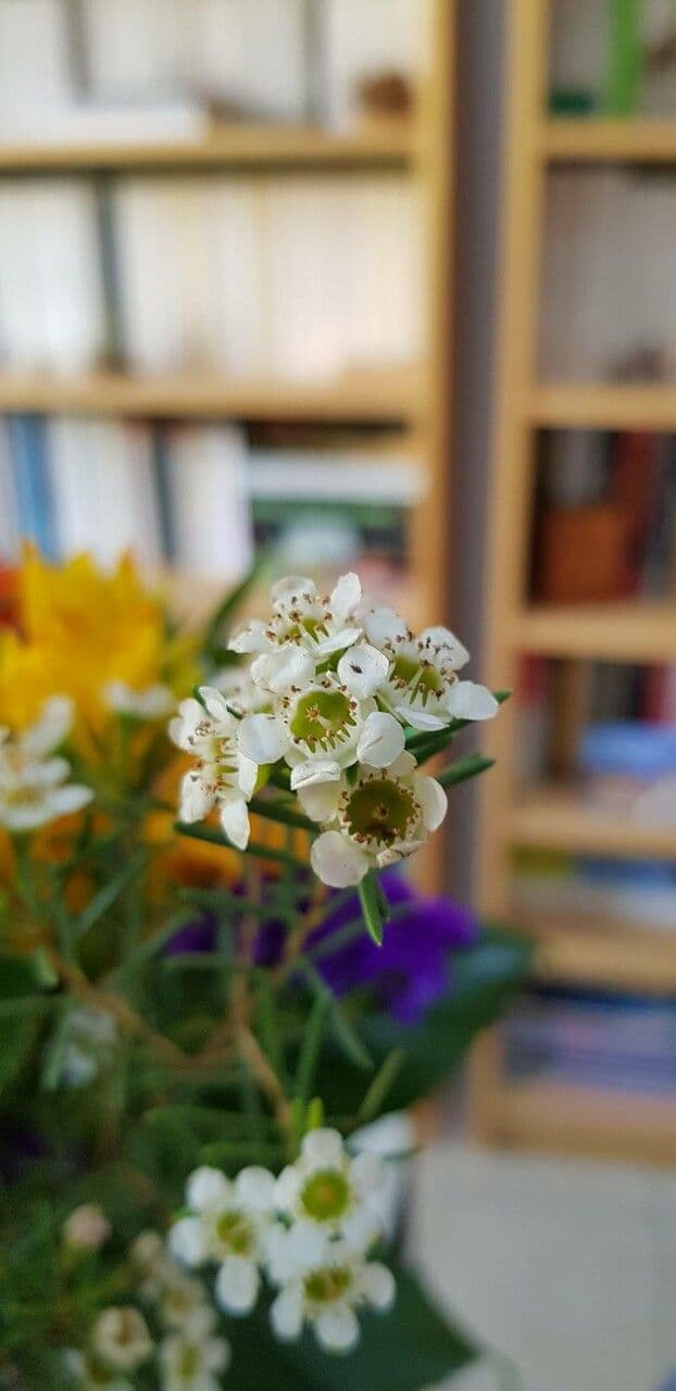 Chamelaucium uncinatum 3