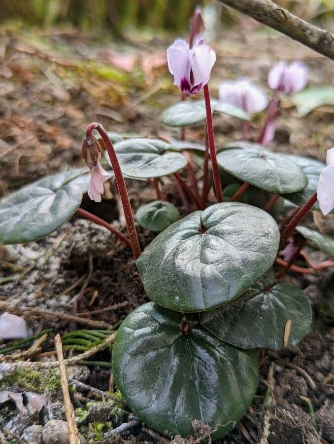 Eastern sowbread 13