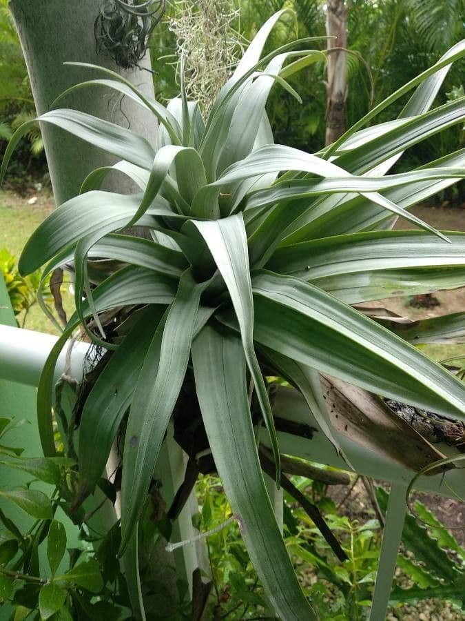 Tillandsia polystachia 5