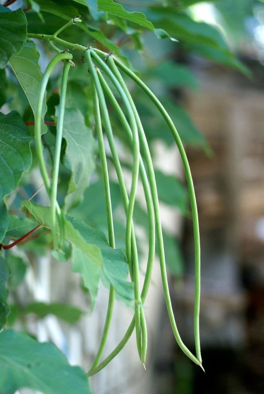 Chilenischer Jasmin 4
