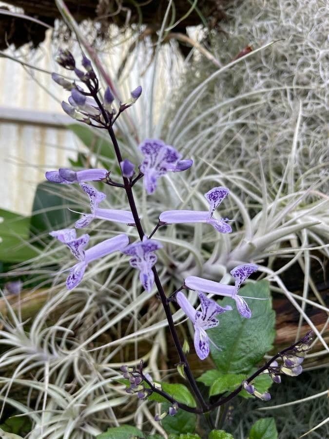 Plectranthus 5