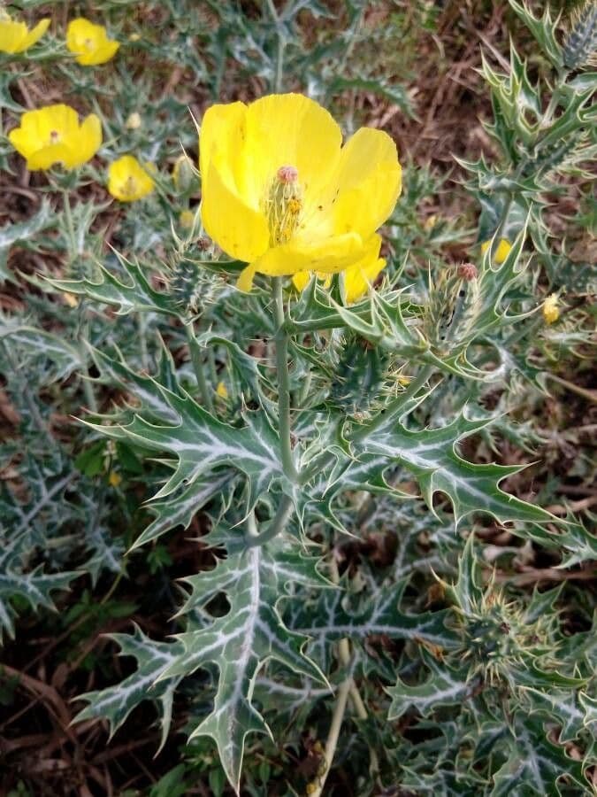 Argemone ocra 13