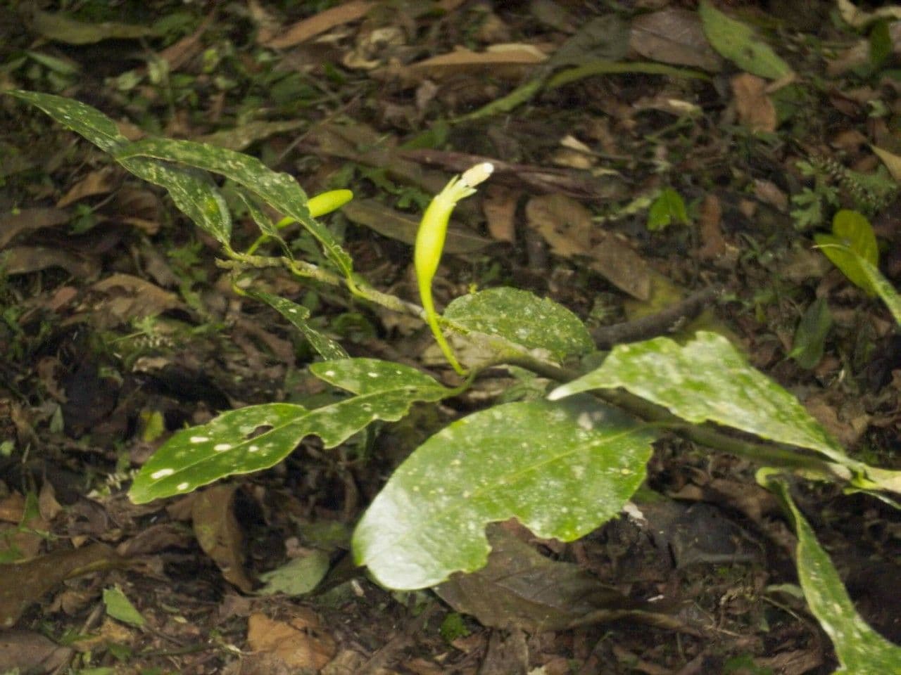 Quararibea 6