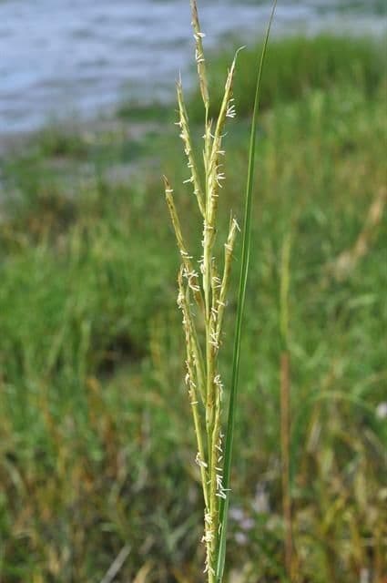 Smooth cordgrass 5