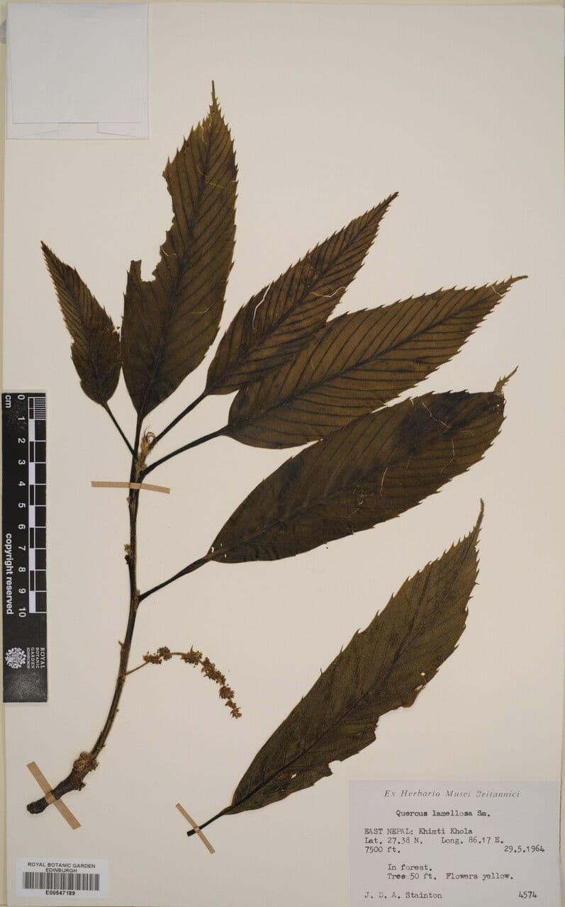 Quercia 3