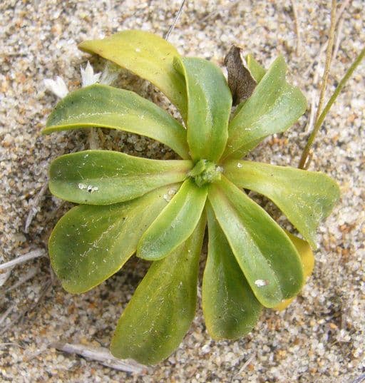 Agoseris apargioides 16