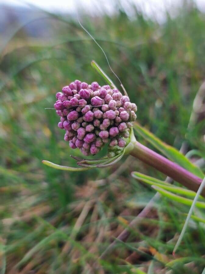 Valeriana tuberosa 3