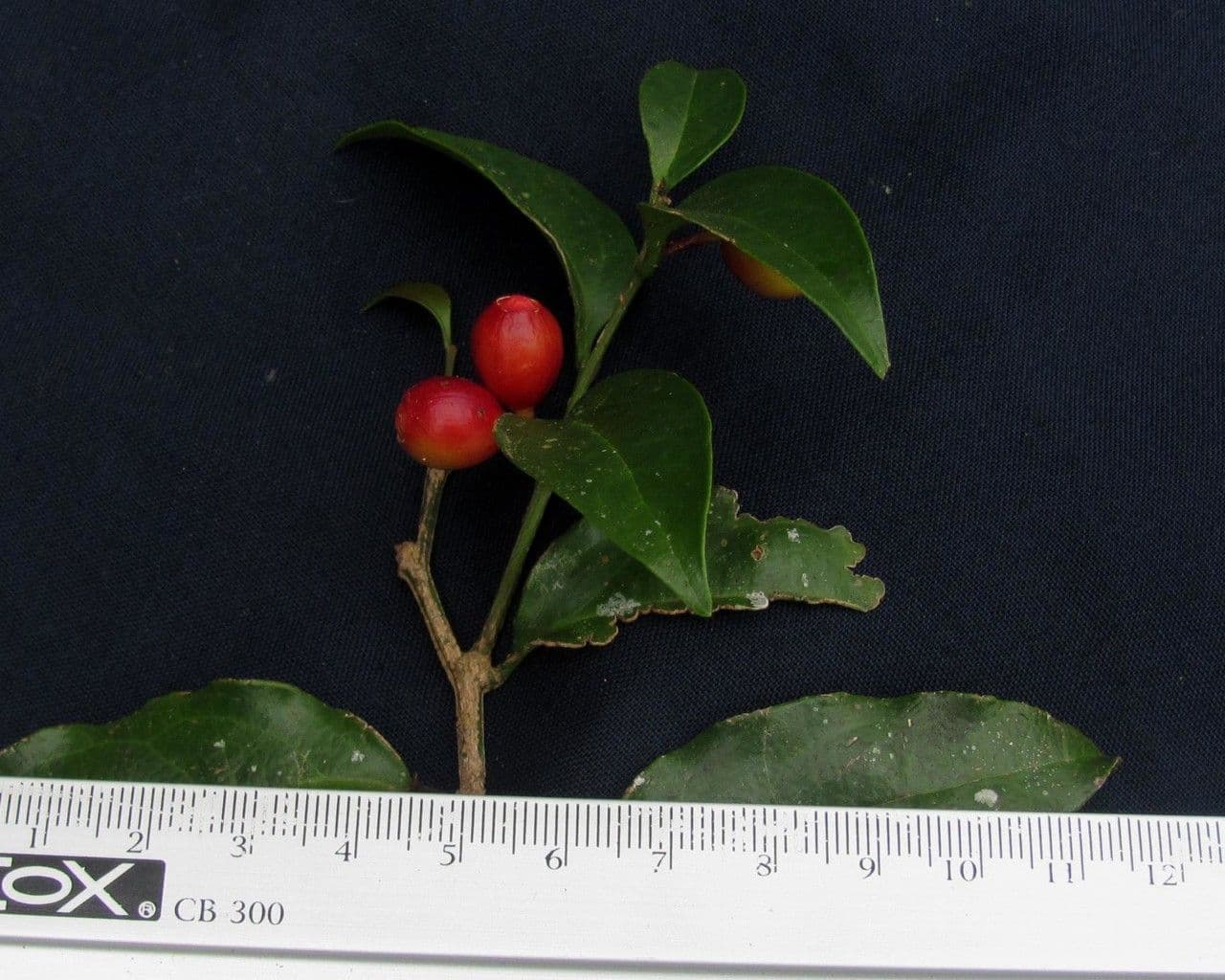 Schoepfia 6