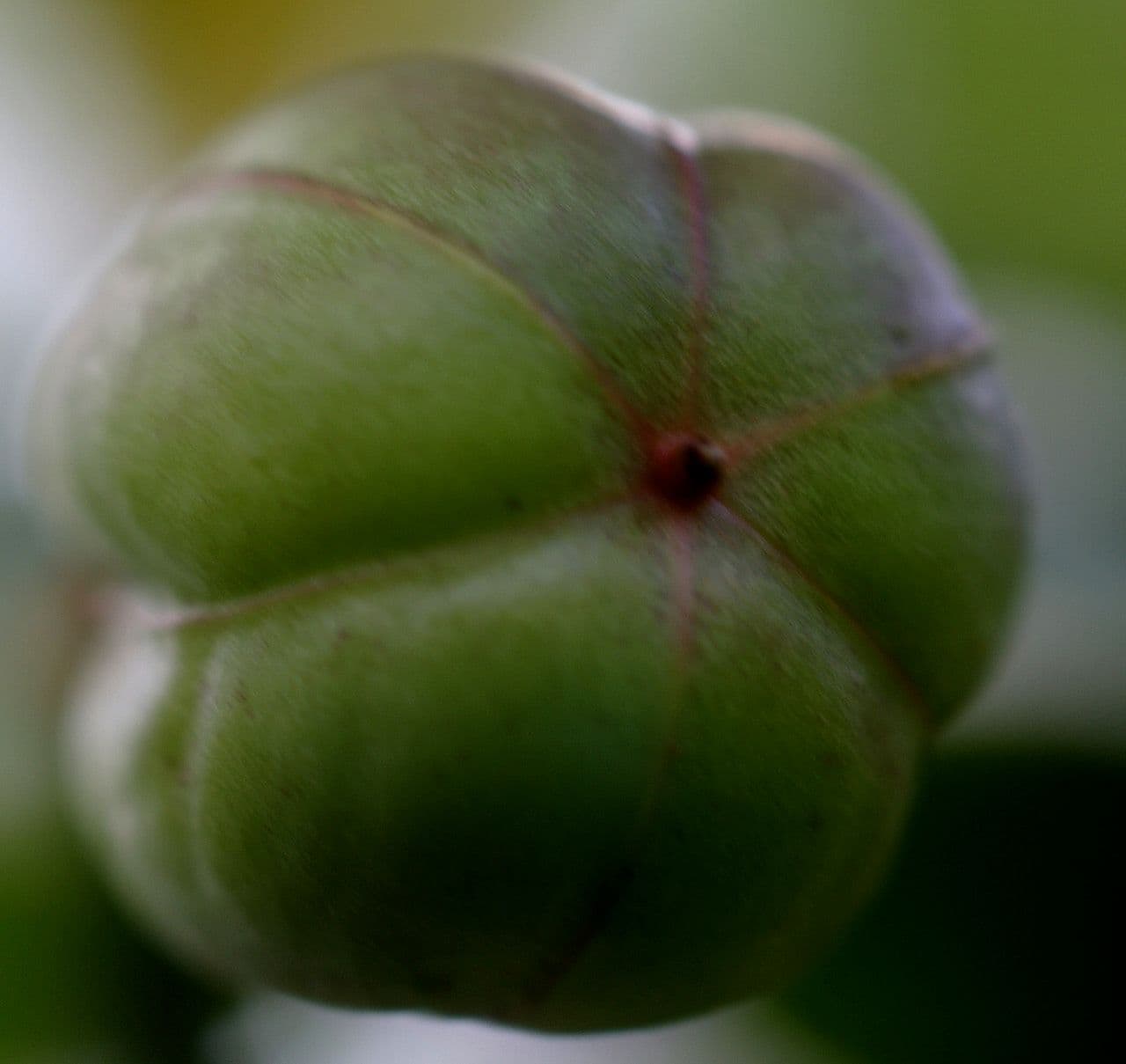Jatropha integerrima