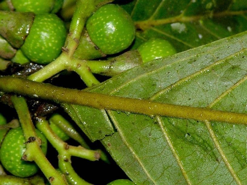Ocotea
