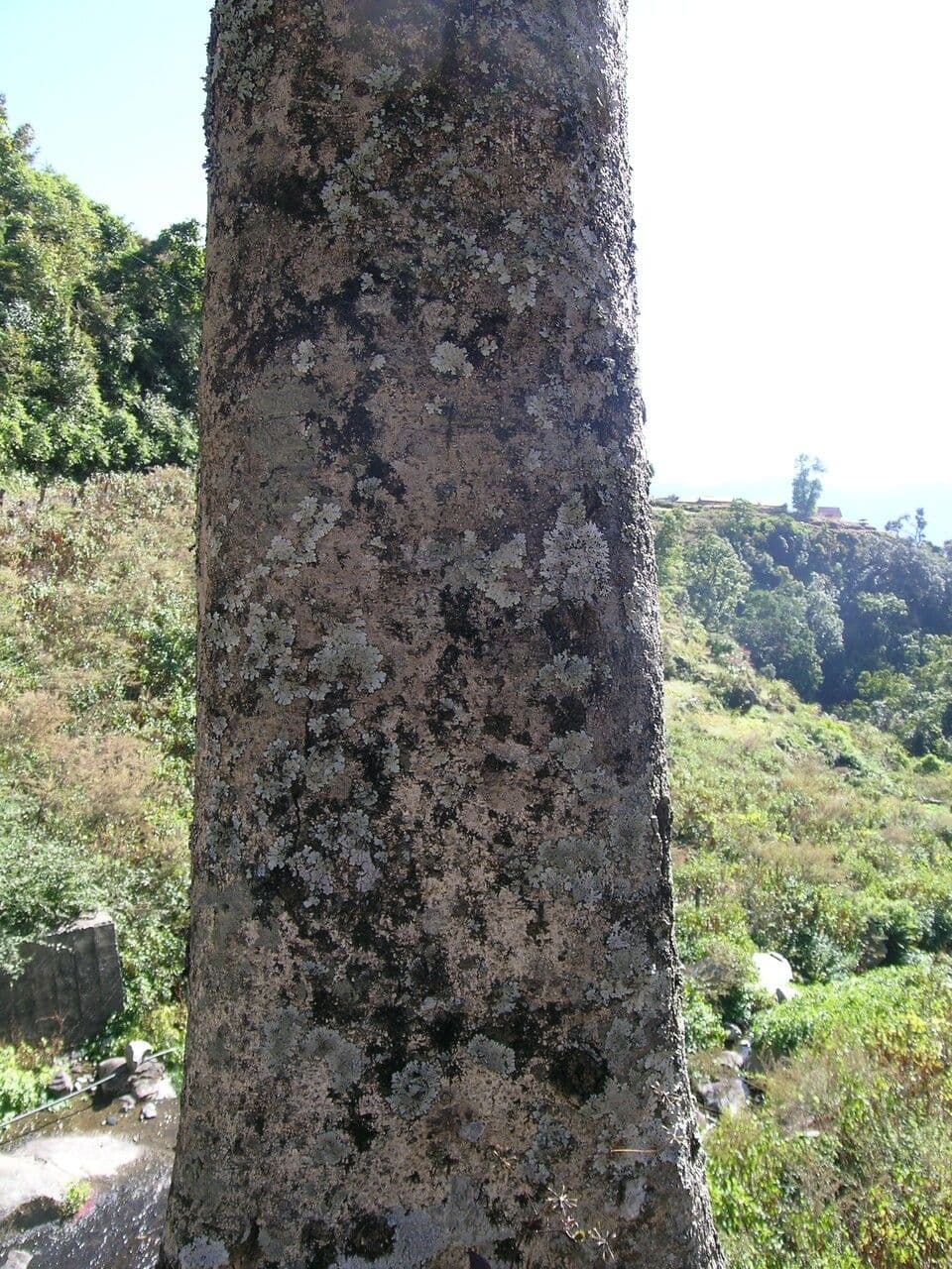 Esche 14