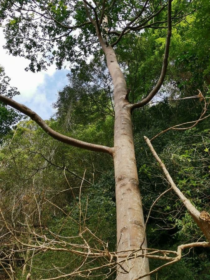 Hopea