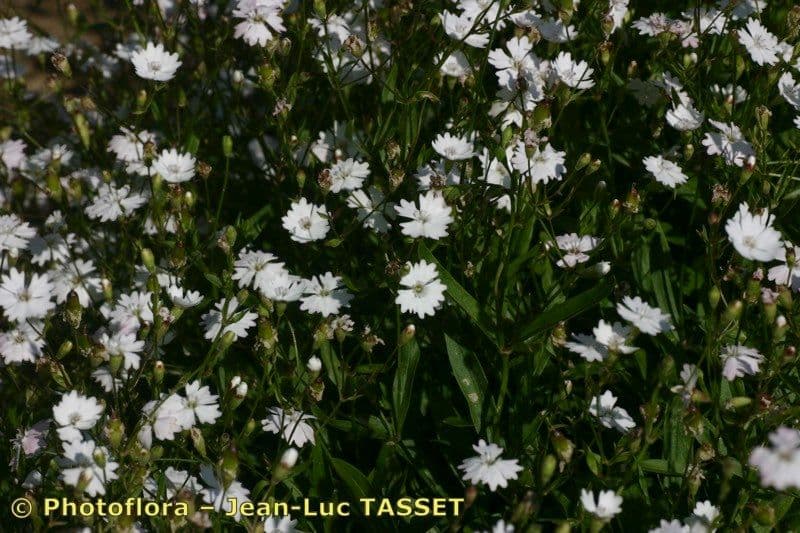 Silene 7