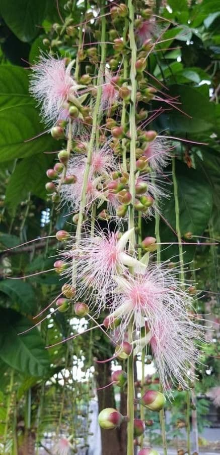 Barringtonia 6